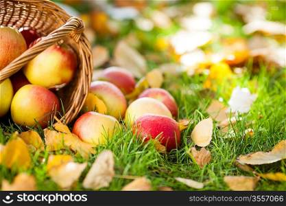 Red juicy apples scattered on yellow leaves. Autumn harvest concept