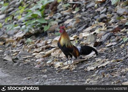 Red jungle fowl crowing