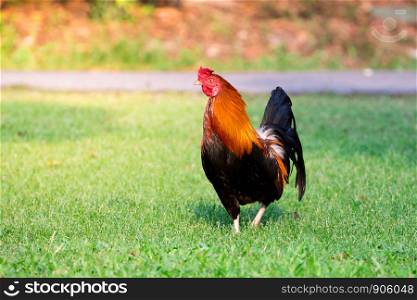 Red junglefowl (Gallus gallus) the domestic chicken standing on green grass with yellow sunlight. A beautiful male rooster with copy space.