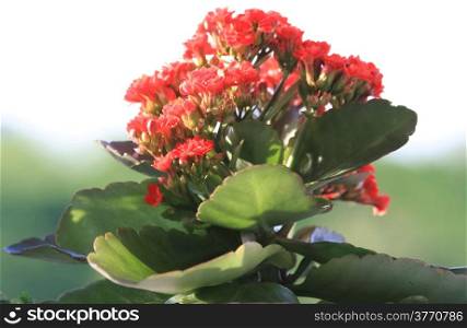 Red Kalanchoe in the public garden