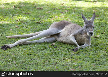 Red Kangaroo lying in the grass, Queensland, Australia