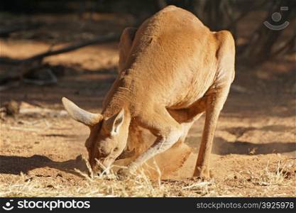 Red Kangaroo, Northern Territory, Outback of Australia