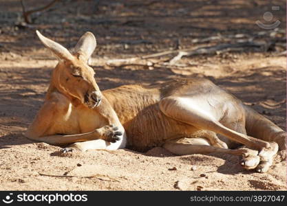 Red Kangaroo, Northern Territory, Outback of Australia