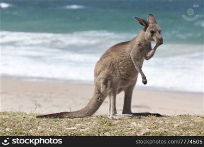 Red Kangaroo on the beach, Depot Beach,New South Wales, Australia