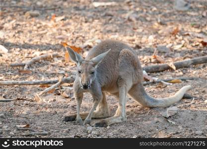 red kangaroo standing in zoo