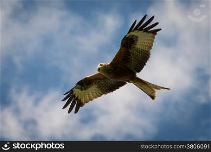 Red Kite, Milvus milvus in flight over southern england