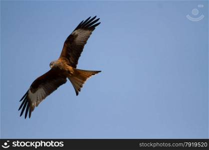 Red Kites are birds of prey (Milvus milvus). After nearly being hunted nearly to extension they are becoming more common in the British Isles. They are fed daily at Gigrin Farm, Rhayader, Powys, Wales, United Kingdom.