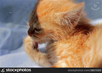 Red kitten laying and licking her paw