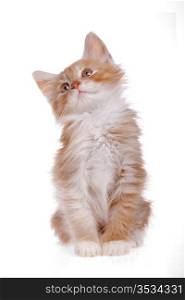 red kitten looking up. red kitten looking up in front of a white background
