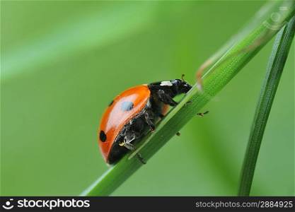 Red ladybird with seven black dots climbing along the blade of green grass