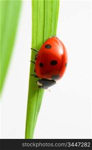 red ladybug on green grass isolated