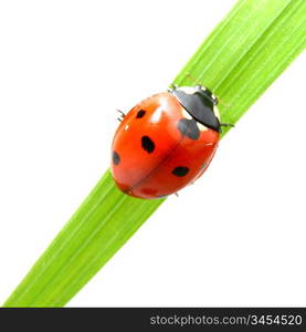 red ladybug on green grass isolated