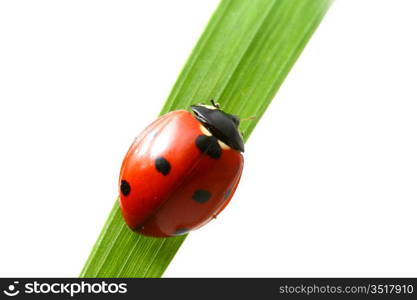 red ladybug on green grass isolated