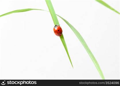 red ladybug on green grass isolated