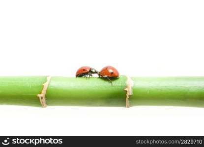 red ladybug on green grass isolated on white