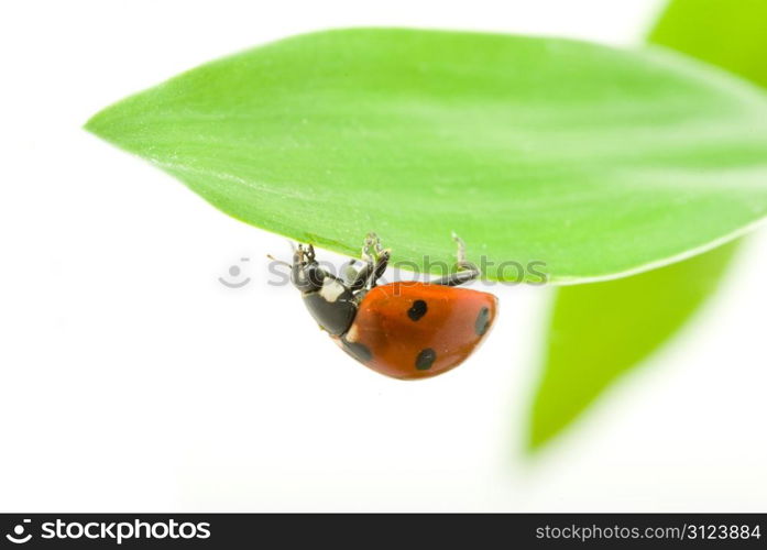 red ladybug on green grass isolated on white