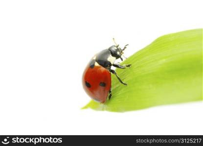 red ladybug on green grass isolated on white