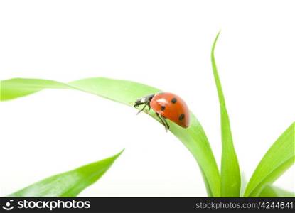 red ladybug on green grass isolated on white