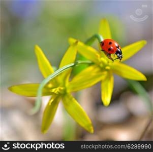 red ladybug on yellow flowers isolated in summer time