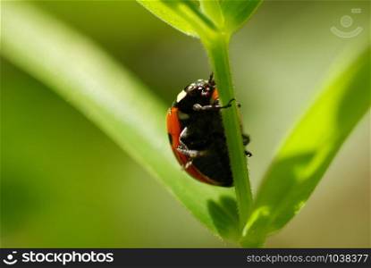 red ladybug which sits on a green leaf
