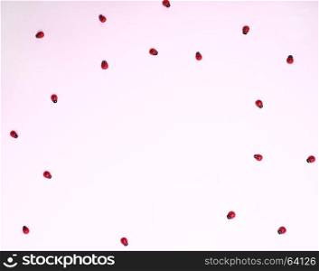 Red ladybugs on a pink background, empty space