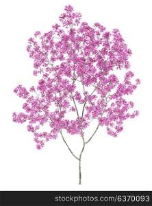 red lapacho tree isolated on white background. 3d illustration