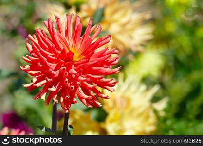 Red large flower dahlia on flowerbed. Close-up.
