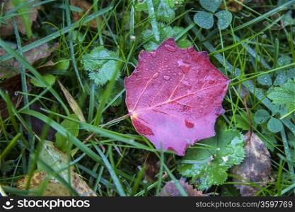 Red leaf closeup on green grass