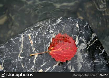 Red leaf closeup on the stone