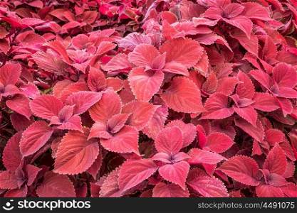 red leaf foliage background - ornamental redhead coleus shrub
