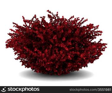 red leaf japanese barberry isolated on white background