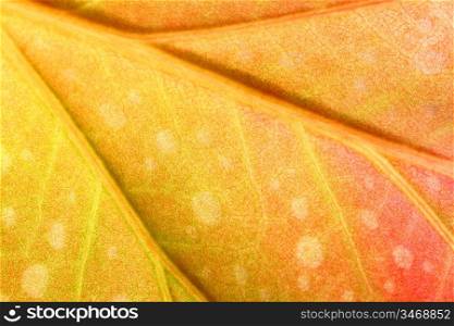red leaf macro close up