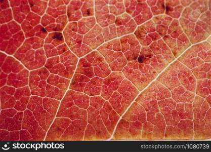 red leaf textured with autumn colors in autumn season, red background
