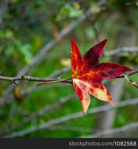 red leaf with autumn colors in autumn season