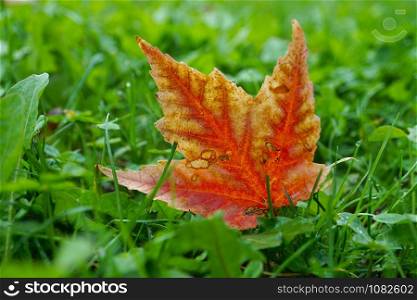 red leaf with autumn colors in autumn season