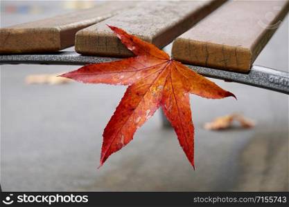 red leaf with autumn colors in the nature, autumn season