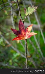 red leaf with autumn colors in the nature, leaves in autumn season