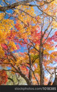 Red leave of maple tree for autumn fall background