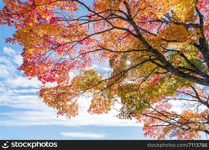 Red leave of maple tree for autumn fall background