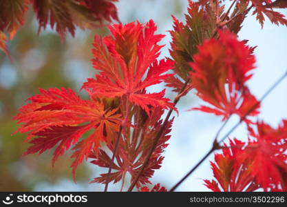 Red Leaves