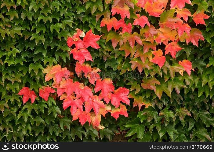 Red Leaves Among the Green