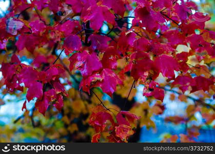 red leaves during autumn season