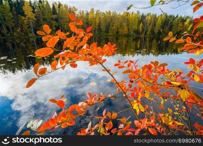 Red leaves of black chokeberry on the lake. Red leaves of black chokeberry. Autumn landscape .