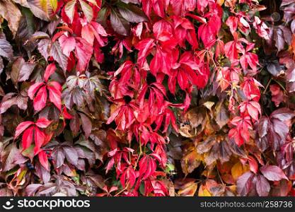 red leaves of creeping maiden grapes at fall, autumn. background