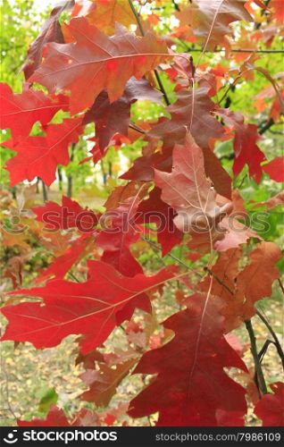 red leaves of oak in Autumn. Autumn park with beautiful trees with yellow leaves