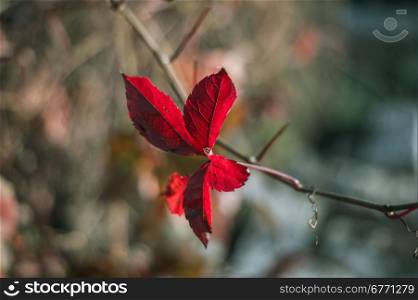 red leaves of wild grapes. close-up foto