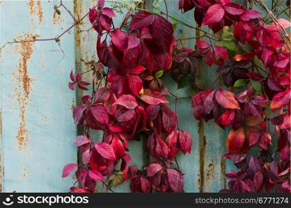 red leaves of wild grapes on the background wall