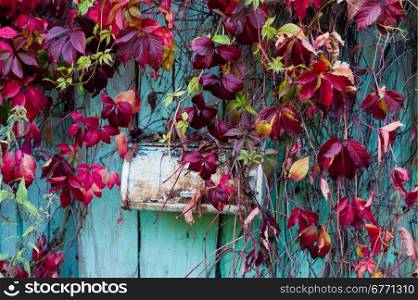 red leaves of wild grapes on the background wall