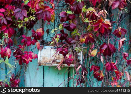 red leaves of wild grapes on the background wall