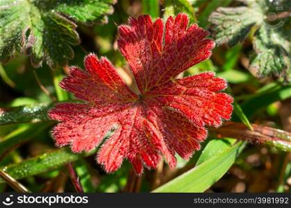 Red leaves, semi-alpine forest, Doi Luang, Chiang Dao, Chiang Mai, Thailand.. Red leaves